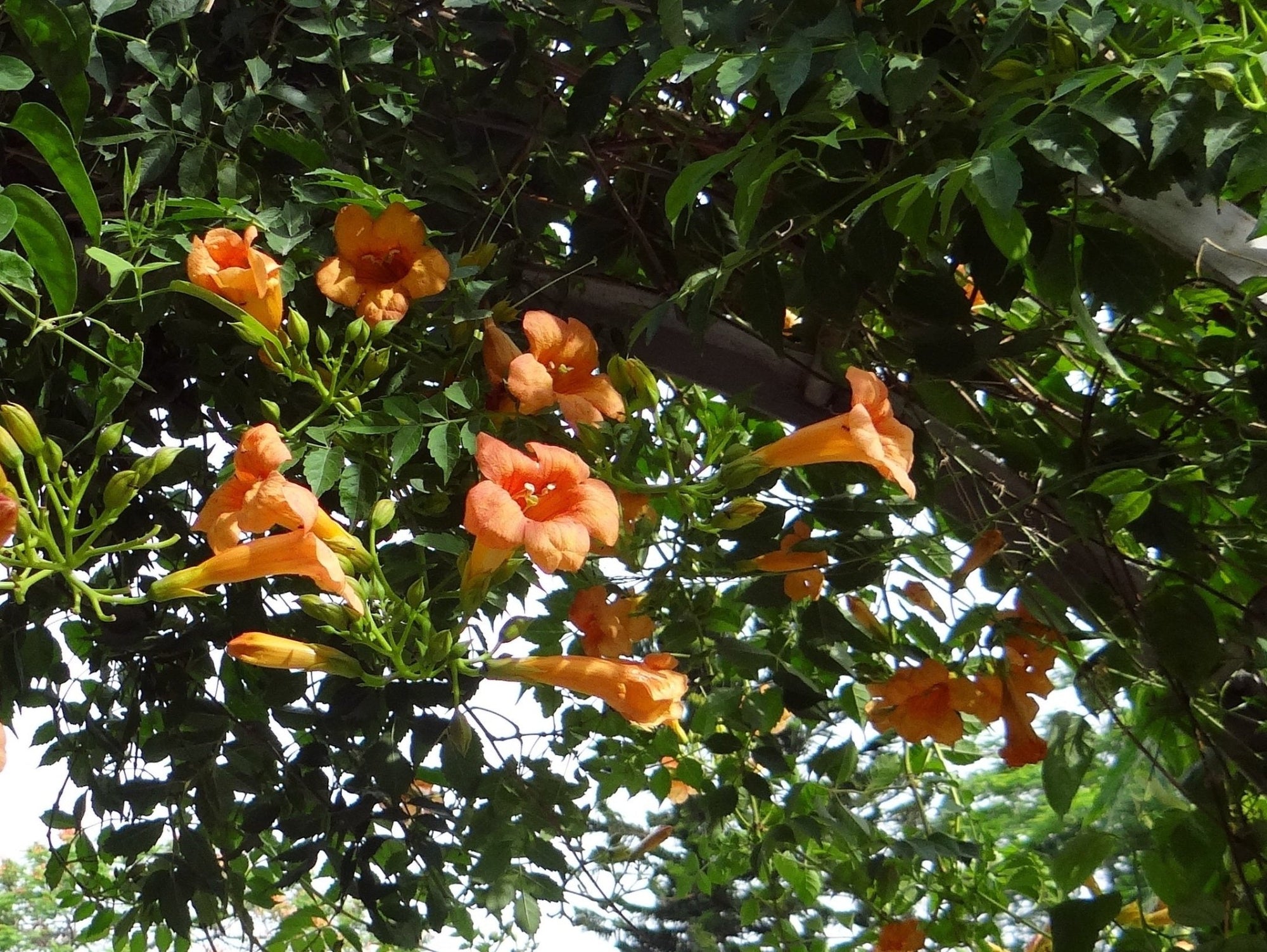 Blood Red Trumpet Vine (Distictis buccinatoria) - Ladybird Nursery