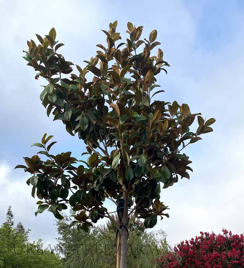 Magnolia Samual Sommer (Magnolia grandiflora) - Ladybird Nursery