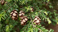 Western Hemlock (Tsuga heterophylla) - Ladybird Nursery