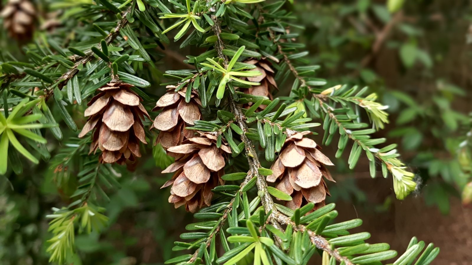 Western Hemlock (Tsuga heterophylla) - Ladybird Nursery