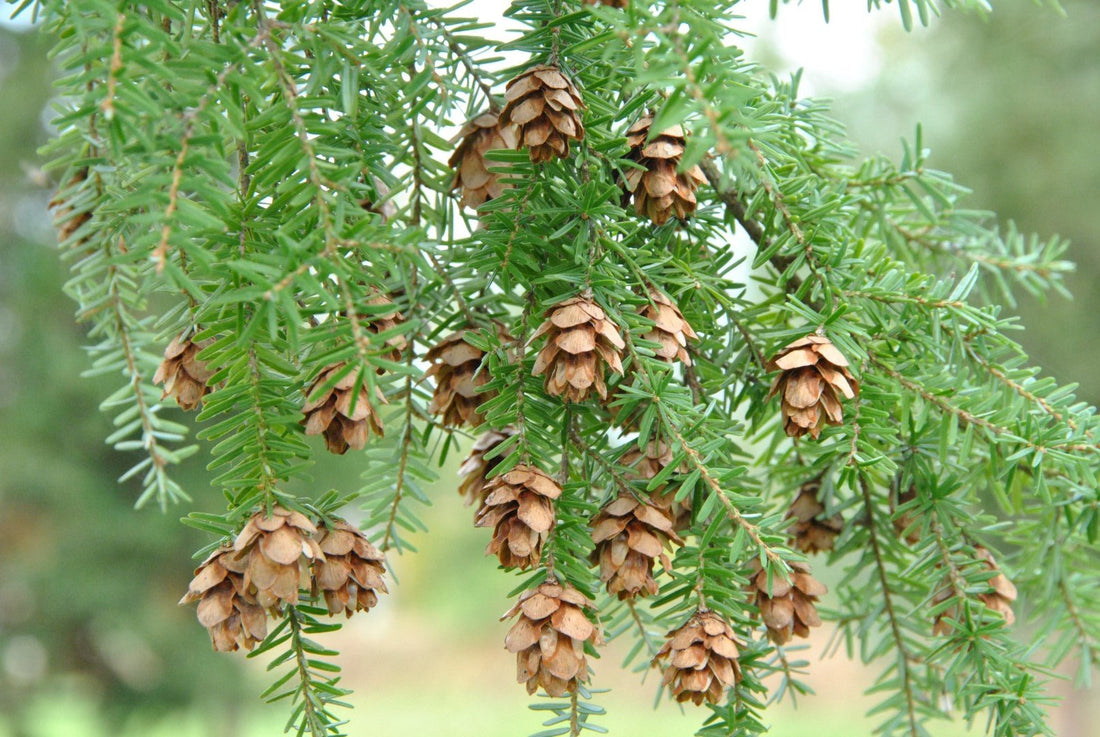 Western Hemlock (Tsuga heterophylla) - Ladybird Nursery
