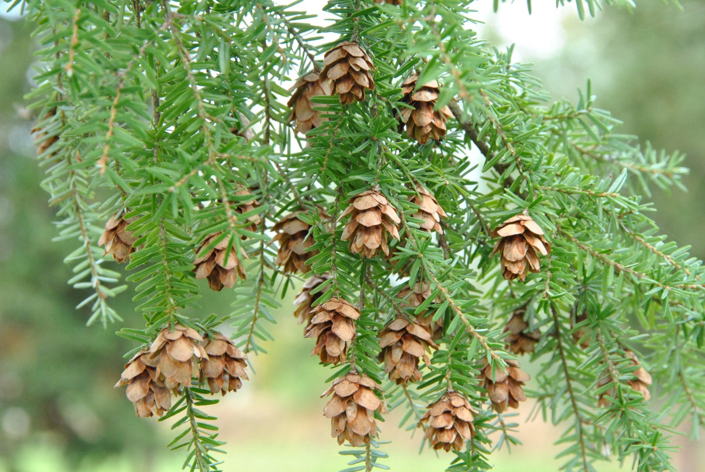 Western Hemlock (Tsuga heterophylla)