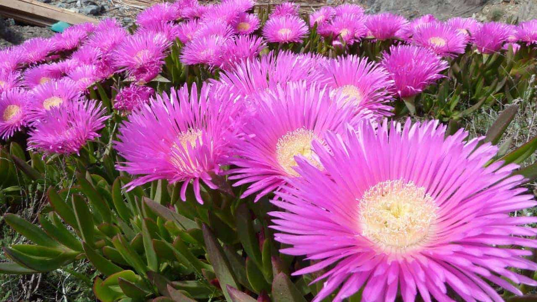 Karkalla (Carpobrotus rossii) – Tucker Bush