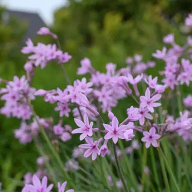 Society Garlic Dark Star (Tulbaghia) - Ladybird Nursery