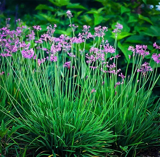 Society Garlic Galaxy (Tulbaghia violacea) - Ladybird Nursery
