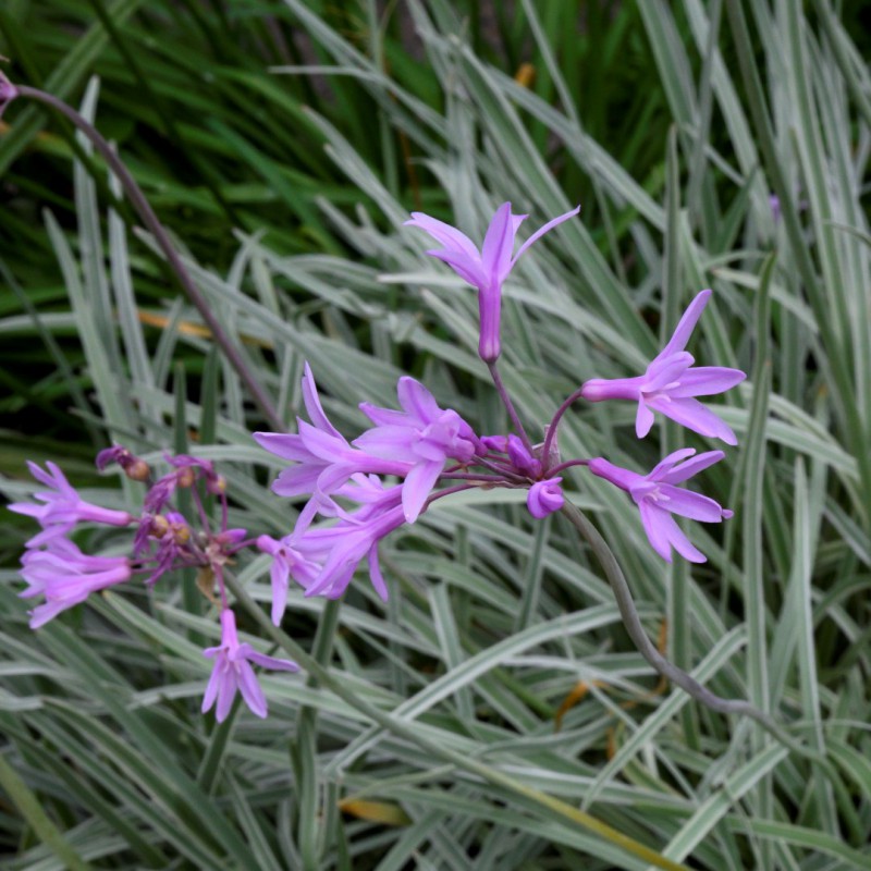 Society Garlic Silver Lace (Tulbaghia violacea)
