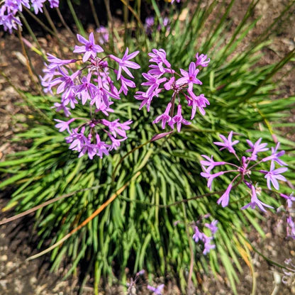 Society Garlic Starburst (Tulbaghia violacea)