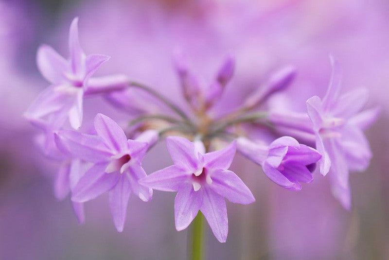 Society Garlic Variegated (Tulbaghia violacea variegata)