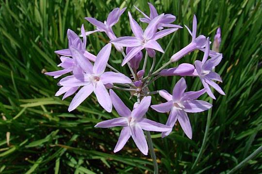 Society Garlic Dark Star (Tulbaghia) - Ladybird Nursery