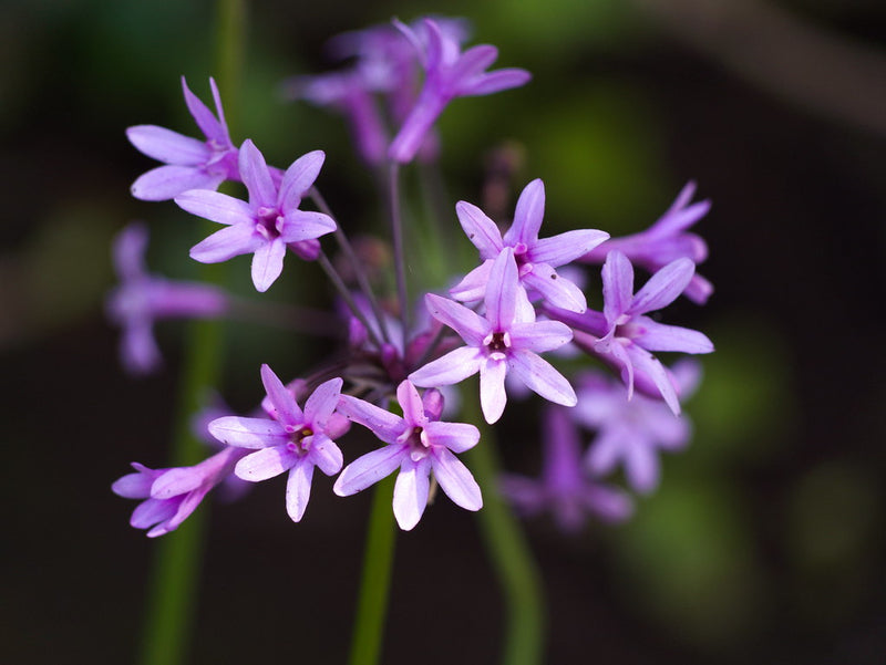 Society Garlic Variegated (Tulbaghia violacea variegata)