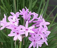 Society Garlic Dark Star (Tulbaghia)