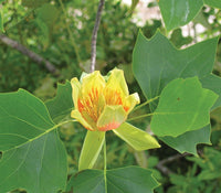 Tulip Tree (Liriodendron tulipifera) - Ladybird Nursery