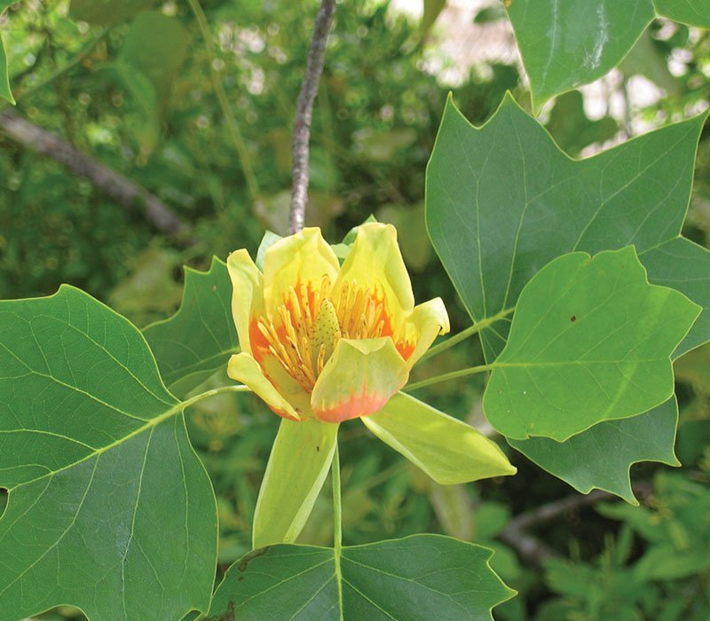 Tulip Tree (Liriodendron tulipifera) - Ladybird Nursery
