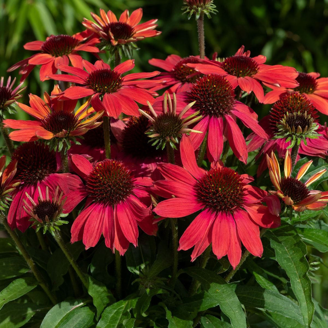 Coneflower Magic Vintage Orange (Echinacea Sun) - Ladybird Nursery