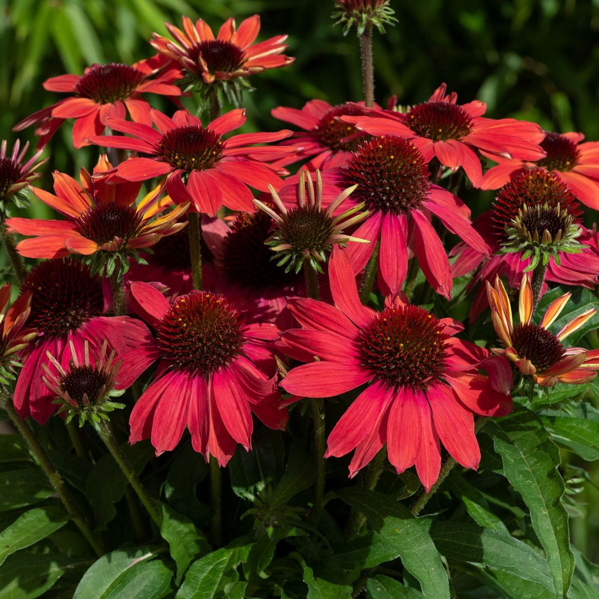 Coneflower Magic Vintage Orange (Echinacea Sun)