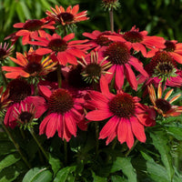 Coneflower Magic Vintage Orange (Echinacea Sun)