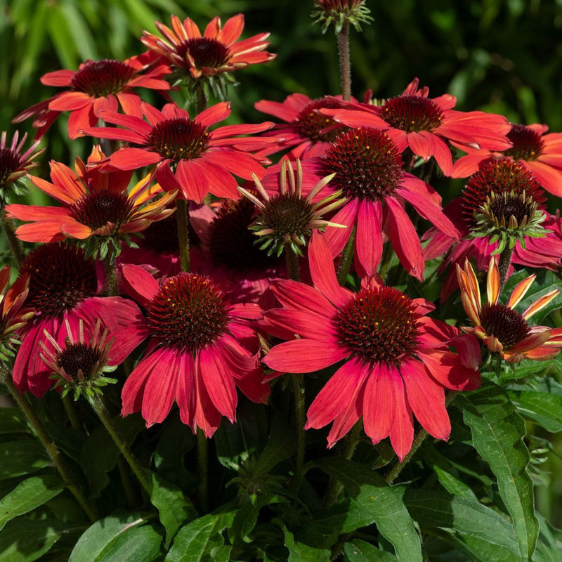 Coneflower Magic Vintage Orange (Echinacea Sun)