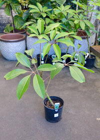Tupidanthus (Schefflera pueckleri) - Ladybird Nursery