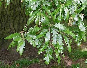 Turkey Oak (Quercus cerris)