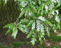 Turkey Oak (Quercus cerris)