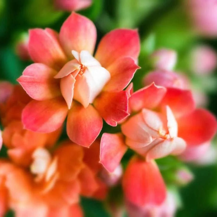 Kalanchoe ‘Turner’ (Kalanchoe blossfeldiana) - Ladybird Nursery