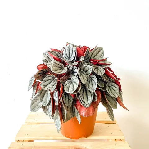 Peperomia Sunrise (Peperomia)
