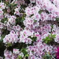 Azalea ENCORE AUTUMN TWIST™ - Ladybird Nursery