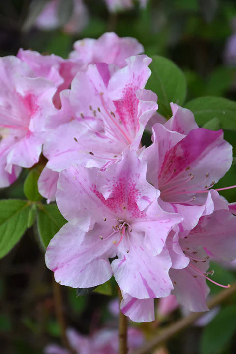 Azalea ENCORE AUTUMN TWIST™