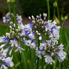 Agapanthus Twister