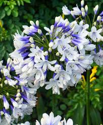 Agapanthus Twister
