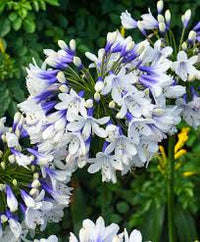 Agapanthus Twister