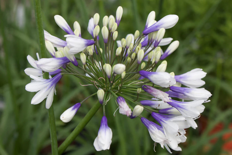 Agapanthus Twister