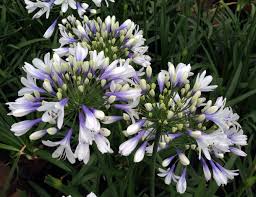 Agapanthus Twister