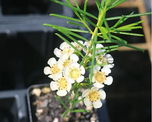 Geraldton Wax Ice Queen (Chamelaucium)