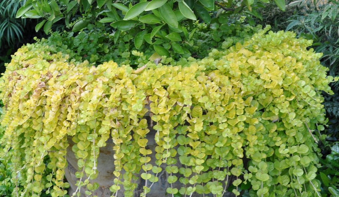Golden Creeping Jenny Aurea (Lysimachia nummularia) - Ladybird Nursery