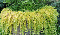 Golden Creeping Jenny Aurea (Lysimachia nummularia) - Ladybird Nursery