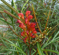 Grevillea Firesprite - Ladybird Nursery