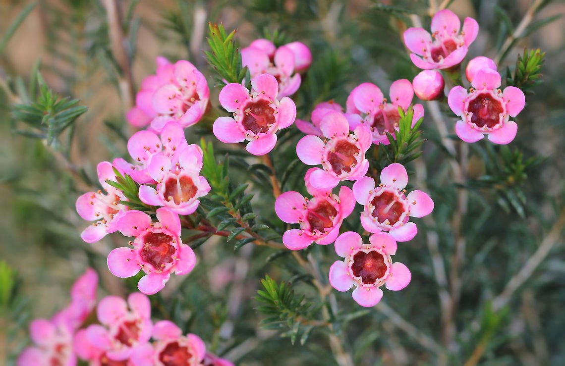 Geraldton Wax Early Pink (Chamelaucium) - Ladybird Nursery