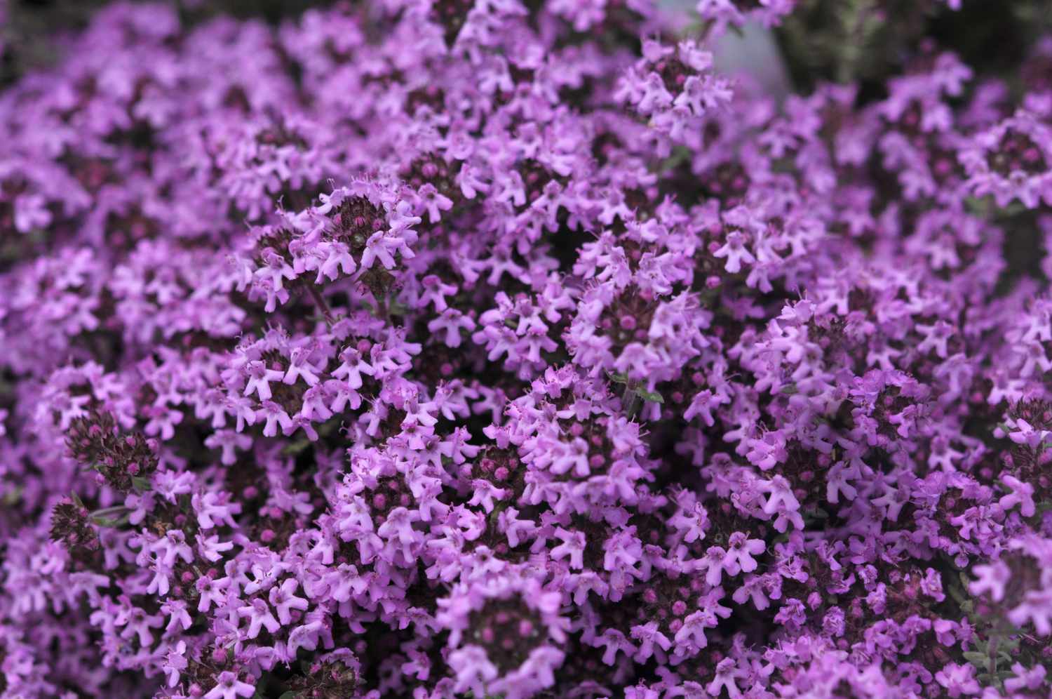 Thyme 'Creeping' (Thymus praecox)