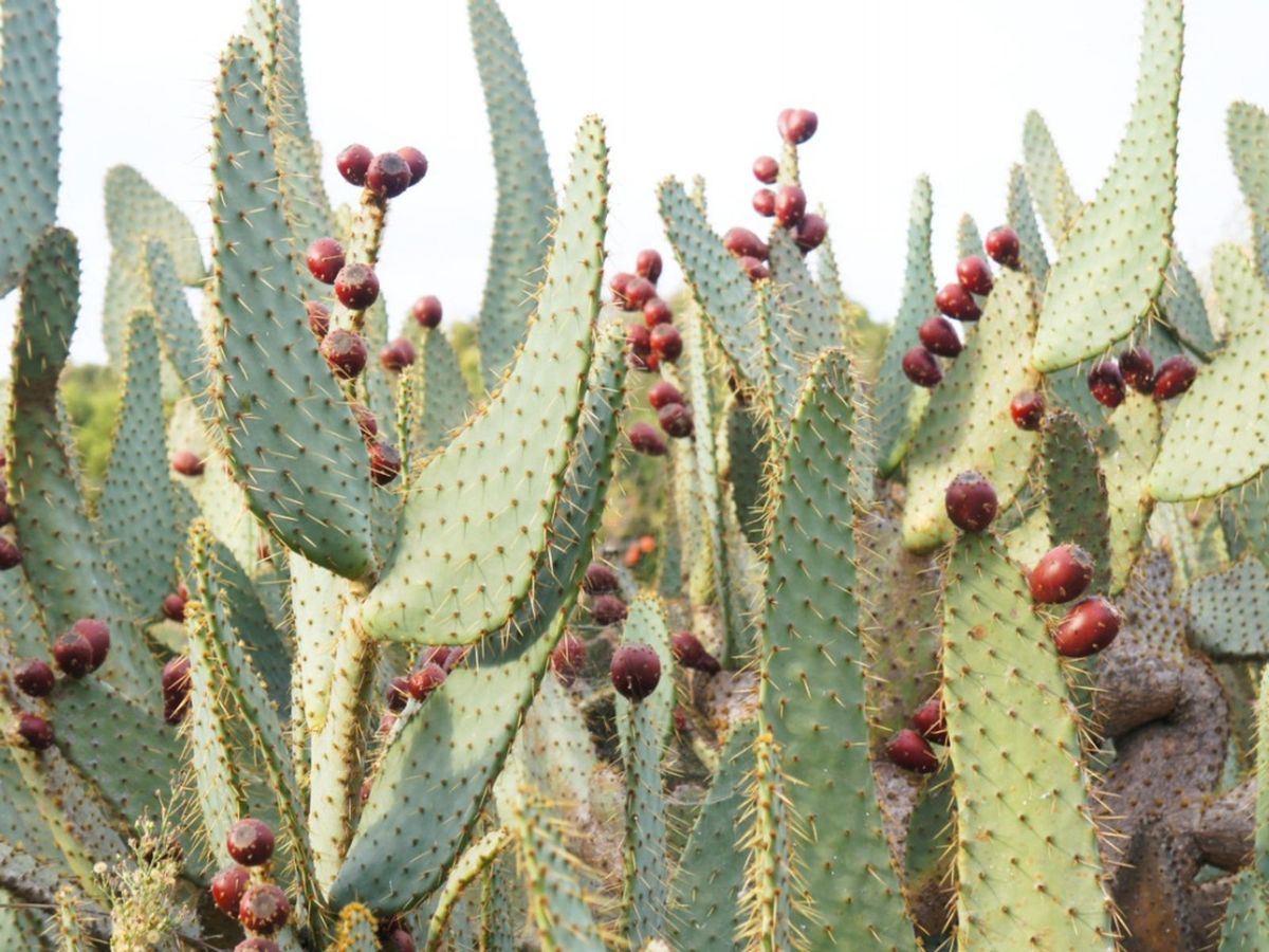 Cow Tongue Cosmo Cactus (Gasteraloe) - Ladybird Nursery