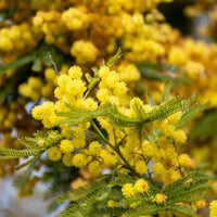 Umbrella Wattle (Acacia ligulata prostrate)