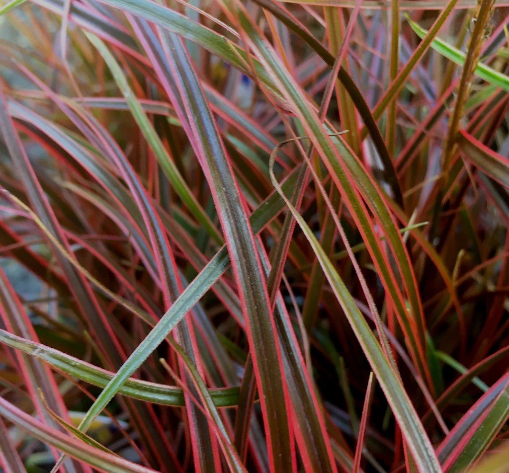 Red Hook Sedge Belindas Find Tissue culture (Uncinia rubra) - Ladybird Nursery
