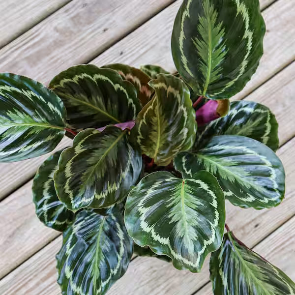 Prayer Plant (Calathea Assorted)