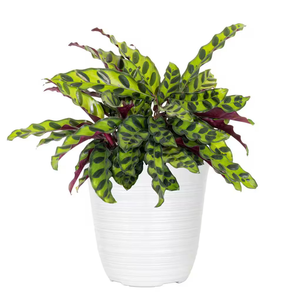 Prayer Plant Rattlesnake (Calathea lancifolia)