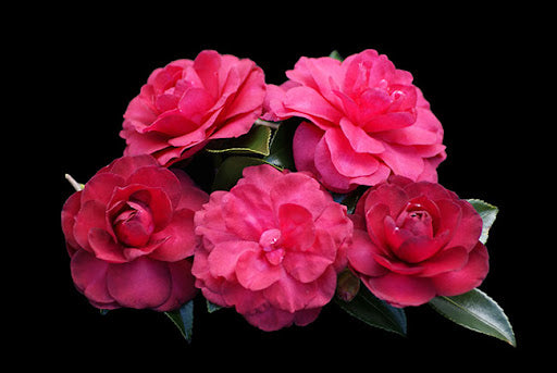 Sasanqua Camellia Exotic Jewel (Camellia sasanqua)