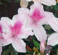 Azalea indica Avenir