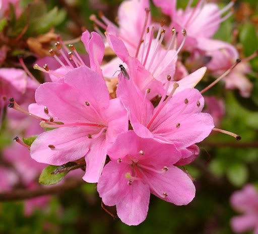 Azalea Refulgens - Ladybird Nursery