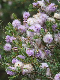 Totem Poles (Melaleuca decussata)