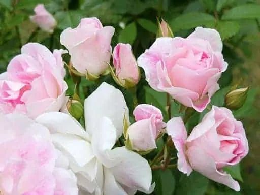 Rose 'Blushing Pink Iceberg' - Ladybird Nursery
