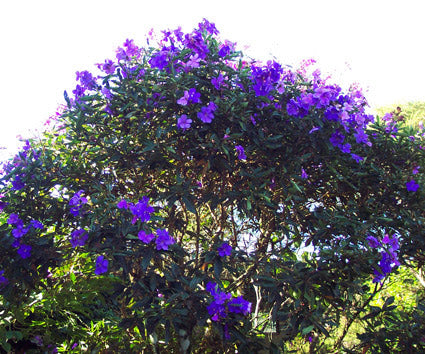 Tobouchina Marion (Tibouchina)
